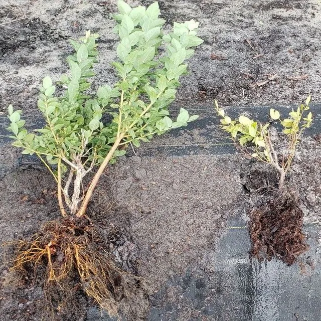 thumbnail for publication: Phytophthora Root Rot on Southern Highbush Blueberry in Florida